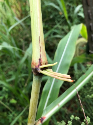 This Broom Corn stalk was damaged and started sprouting roots almost two feet off the ground; the stalk eventually broke off, but a couple weeks later a new shoot started coming from below the break - proving how RESILIENT plants can be!