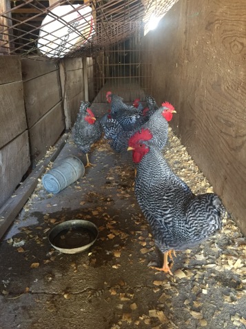 These roosters will head to the butcher to be used for dinner! Their purpose on the farm isn't to look pretty or produce more chickens.