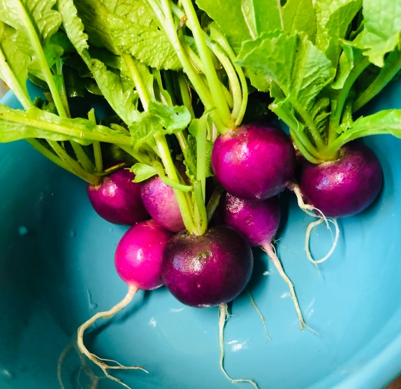 These radishes!! I'm not a big radish person but they certainly are gorgeous and grew better than the Early Scarlet Globe Radishes! I may have these as an offering for future markets - maybe we can get some seed in for this fall!