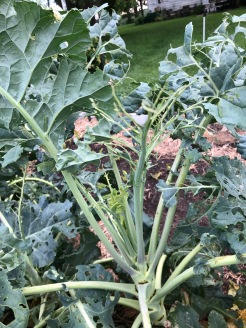 My biggest pest to Broccoli is cabbage worms, the larvae/caterpillar stage of those little white and yellow moths. They annihilate my broccoli!